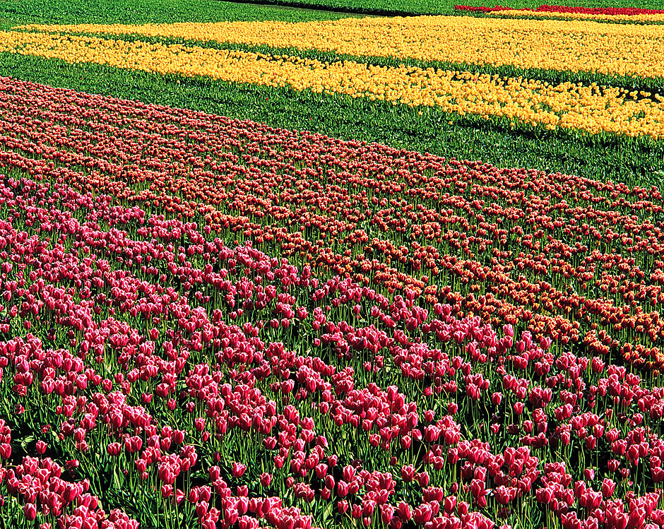Buy this purple red yellow tulips in rows picture