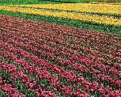 a tulip farm or field; rows of tulips; Turks cultivated tulips as early as 1000 AD