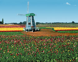 Flower photographs from Wooden Shoe Tulip Farm