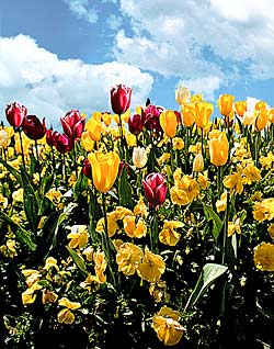 Tulips in the clouds