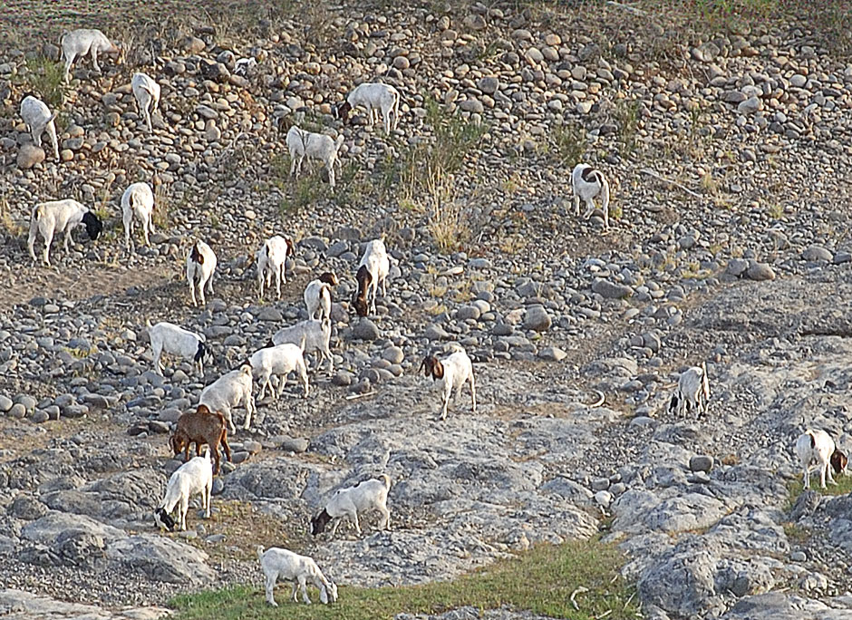 Buy this Goats on the Banks of the North Umpqua River picture