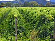 Grape Vineyard by Singleton Park