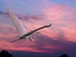 Upper Klamath Lake Egret visits Umpqua River Valley