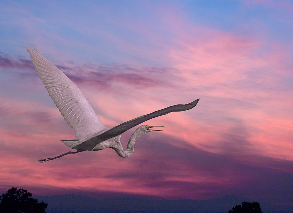 Buy this Upper Klamath Lake Egret visits Umpqua River Valley picture