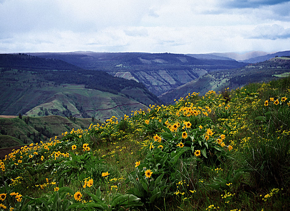 Buy this Balsam Flowers on Troy hills picture