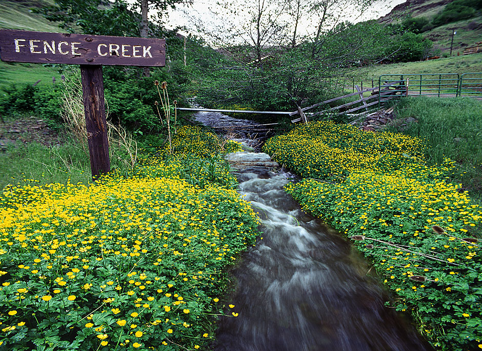 Buy this Buttercups at Fence Creek near Imnaha picture