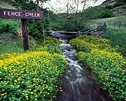 Buttercups at Fence Creek near Imnaha; Northeast Oregon