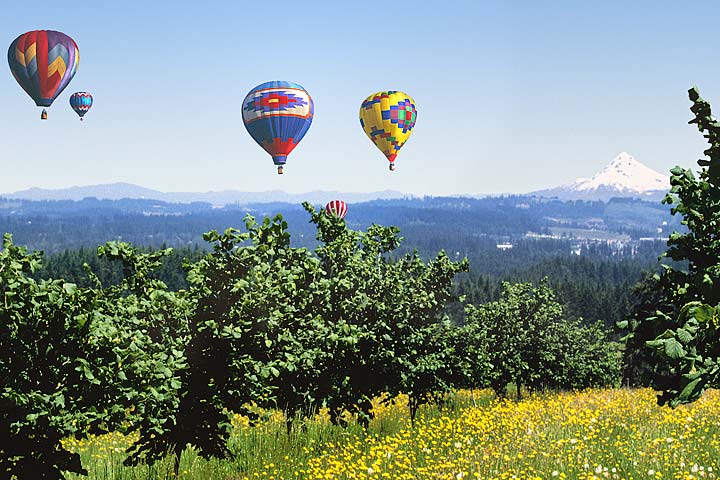 Balloons flying over filbert field photo; Mt Hood, yellow flowers picture