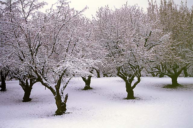 Oregon Hazelnut photo; Filbert Orchard in the snow