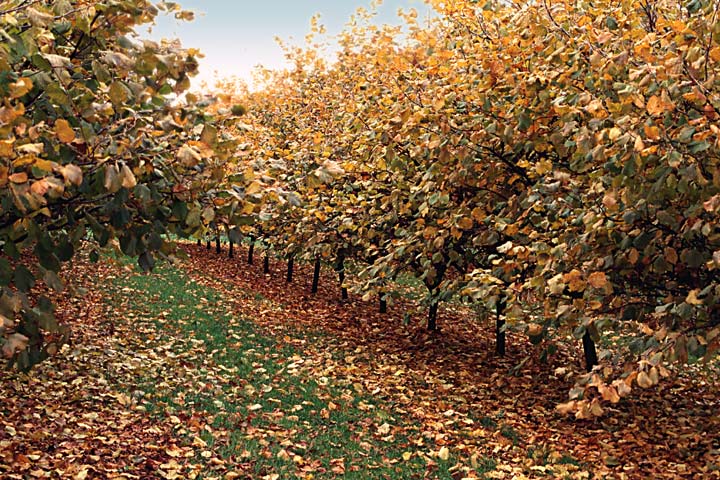 Hazelnut Orchard with bright orange leaves; Oregon fall picture; agriculture photo