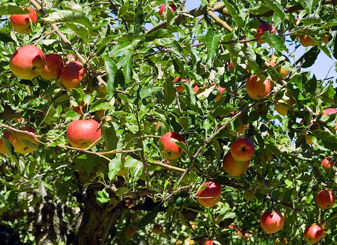 Melrose Apple Tree; Willamette Valley Agriculture; red ripe fruit picture