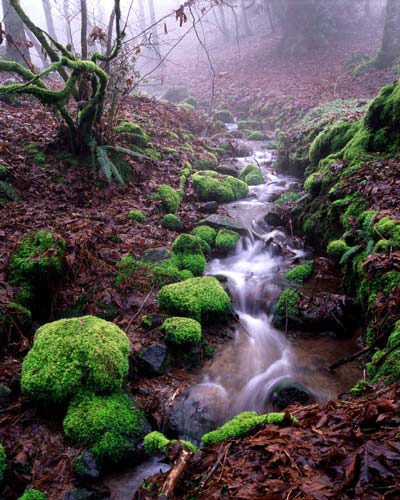 Moss and Fog drape this Willamette Valley Stream; Oregon Woods Photograph for sale