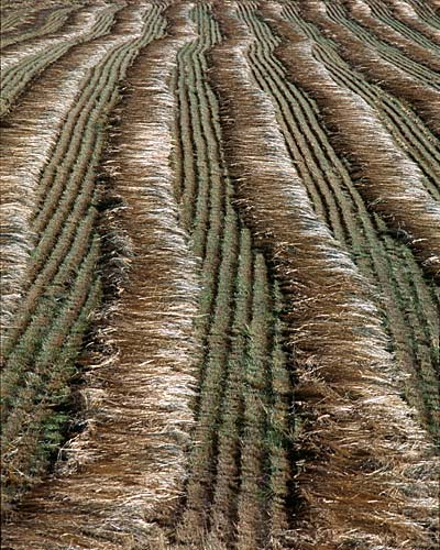 Rye Grass Pattern in bailer swaths 