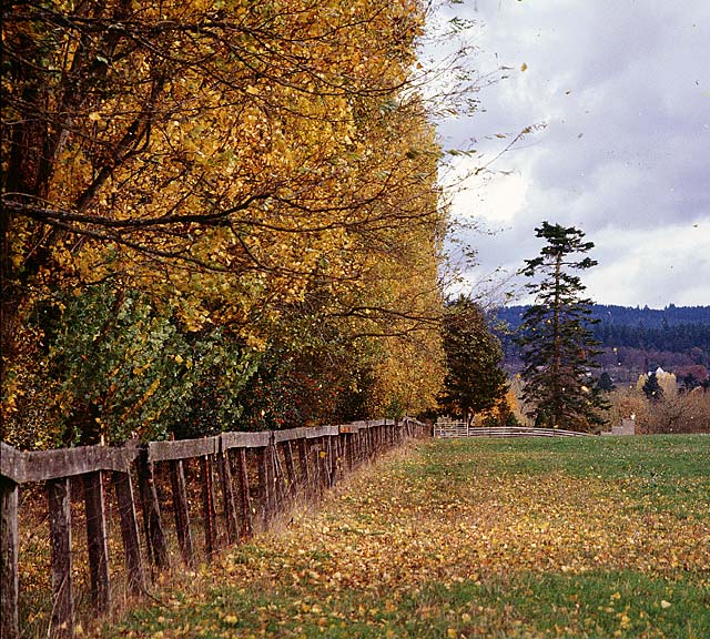 Poplar Trees Windbreak picture; Yamhill County Fall color picture sold as framed art, canvas or digital files