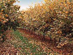 Fall Hazelnut Orchard - Barcelona Filbert field