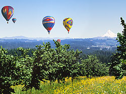 Hot Air Balloons over a Hazelnut Field in Sherwood OR, Mt Hood