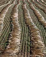 Rye Grass farm in Willamette Valley, grass field, fine art