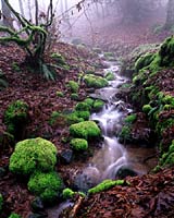 Willamette Valley moss, stream, fog