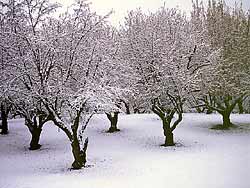 Winter filbert orchard, hazelnut orchard, snow Yamhill County
