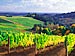 0593a Vineyards in Dundee