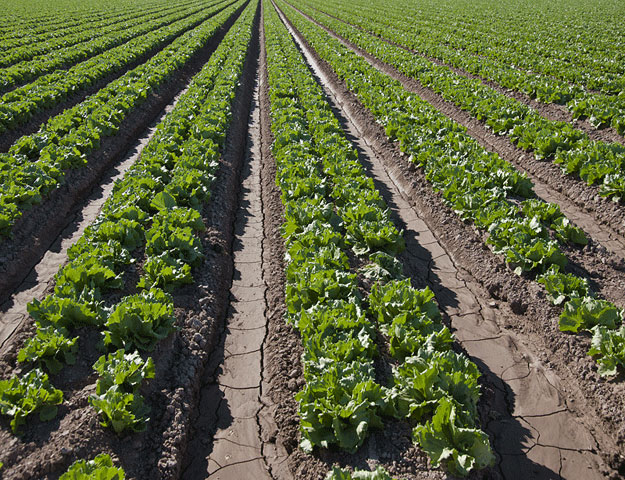 Arizona pictures-A lettuce field near Yuma