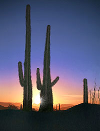 Suguaro Sunset-Santa Rosa Mts-Tucson AZ