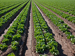 Yuma Arizona Lettuce Field just before harvest; Ditch irrigation