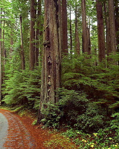 Road in California Redwood National Forest