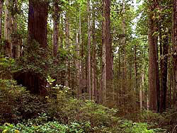 California's Redwood National Forest