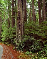 California's Redwood National Forest