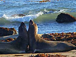 Two Elephant Seals    San Simeon