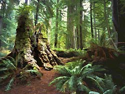 coastal redwoods in prairie creek park PAINTING