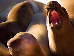 Elephant Seal Rookery   San Simeon