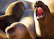 Representing 20 California Coast Paintings - 1146 Elephant Seal Rookery