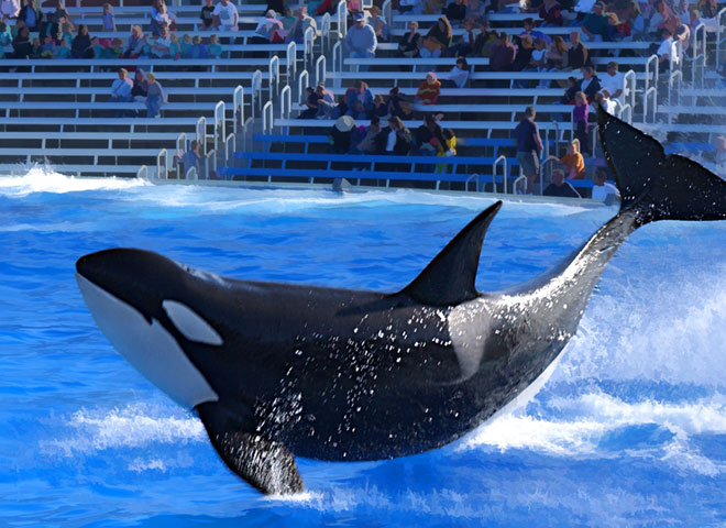 Shamu the Killer Whale at Sea World in San Diego, California.