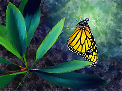 Monarch Butterfly at Pacific Grove Vivarium