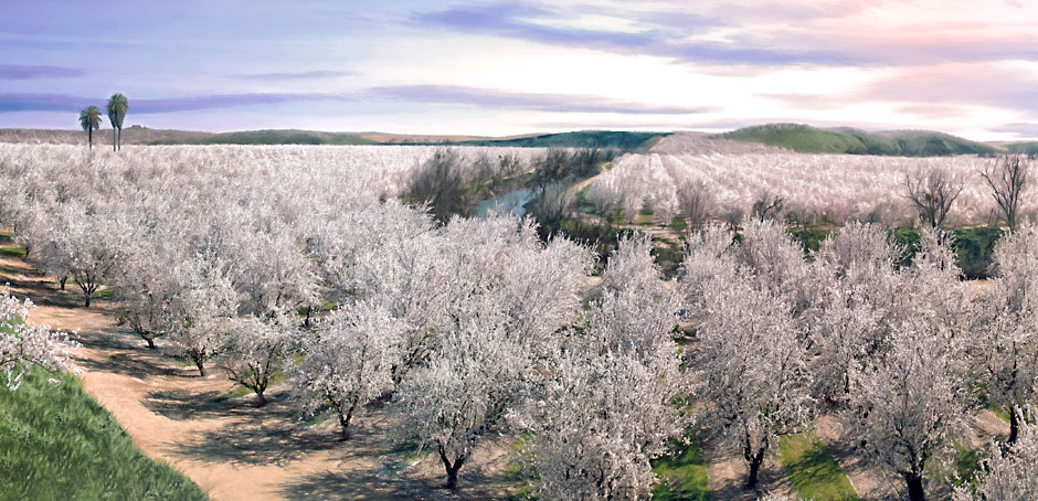 Central Valley California Almond Fields in bloom