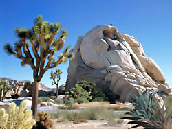 Climber on top of Jumbo Rocks in Joshua Tree National Park