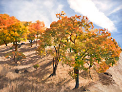 Laytonville, California's Colorful Autumn Hillside of Oaks