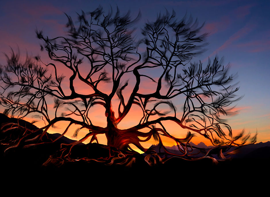 Abstract Art Work Sunset Oak Tree California