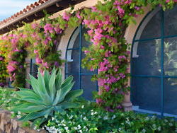 A  California Bougainvillea in Santa Barbara