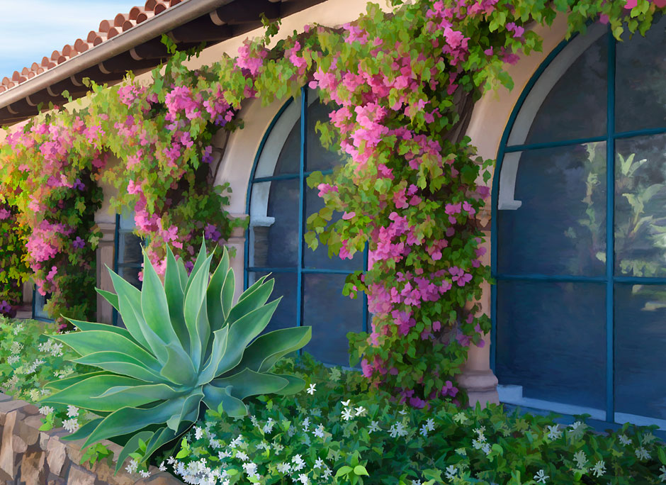 Colorful Bougainvillea in Santa Barbara California