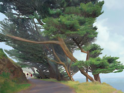 Windswept trees on path to Point Reyes