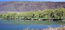 Willows Reflected in an Open Water pond made by Columbia River
