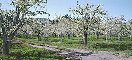 Pear Blossoms in Leavenworth