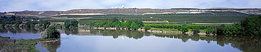 Russian Olive trees dapple the banks of the Okanogan River