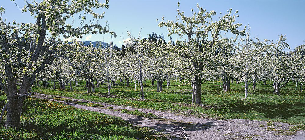Buy this Pear Blossoms in Leavenworth (irrigated by the Wenatchee River) picture