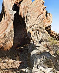 Bristlecone Pine - 4000ya from Wheeler Peak Grove