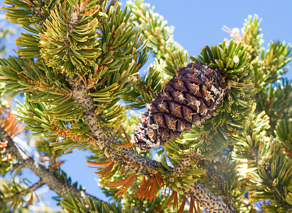 Buy this Bristlecone Pine cone with Bristle! Wheeler Peak Grove picture