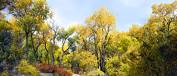 Panorama of the Yellow Cottonwoods at Snake Creek Road-Great Basin National Park